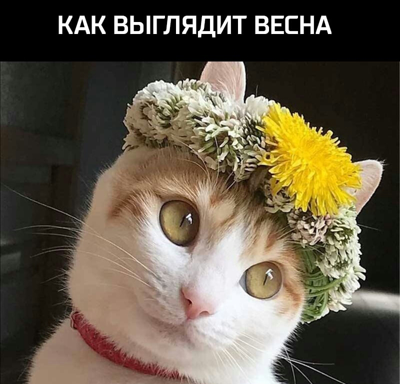 КАК ВЫГЛЯДИТ ВЕСНА