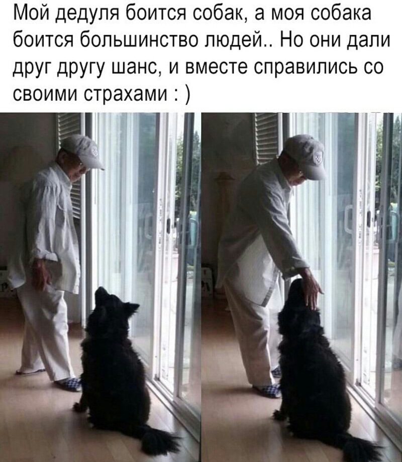 Мой дедуля боится собак а моя собака боится большинство людей Но они дали друг другу шанс и вместе справились со своими страхами