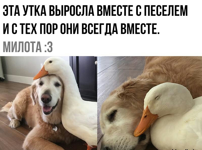 ЭТА УТКА ВЫРПСЛА ВМЕСТЕ С ПЕСЕЛЕМ И С ТЕХ ПОР ОНИ ВСЕГДА ВМЕСТЕ МИЛПТА 3