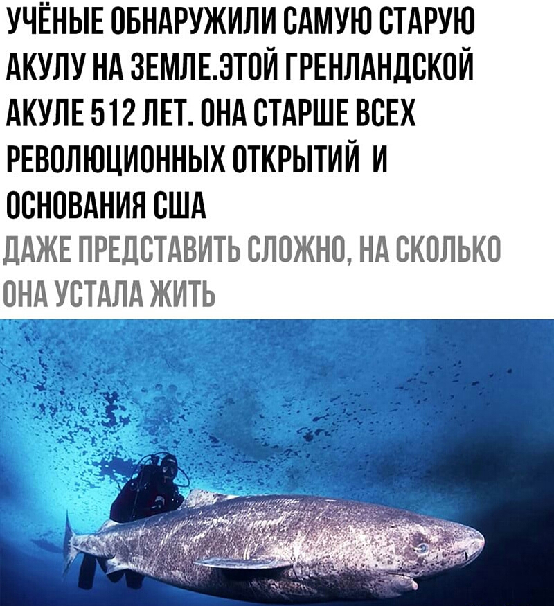 УЧЁНЫЕ ОБНАРУЖИЛИ САМУЮ СТАРУЮ АКУЛУ НА ЗЕМЛЕЗТСИ ГРЕНЛАНДСКОИ АКУЛЕ 512 ЛЕТ СНА СТАРШЕ ВСЕХ РЕВСЛЮЦИОННЫХ СТКРЫТИИ И основдния сшд ДАЖЕ ПРЕДСТАВИТЬ сложно нд сколько УШМ ИЩИ