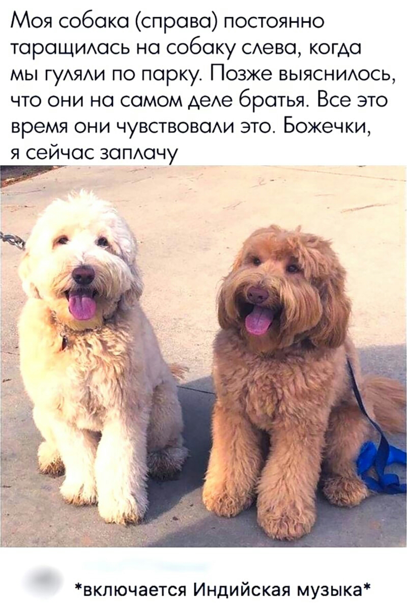 Моя собака справа постоянно тараЩИАась на собаку САева когда мы гуАЯАи по парку Позже выясниюсь что они на самом деАе братья Все это время они чувствоваАи это Божечки я сейчас зопшчу включается Индийская музыка
