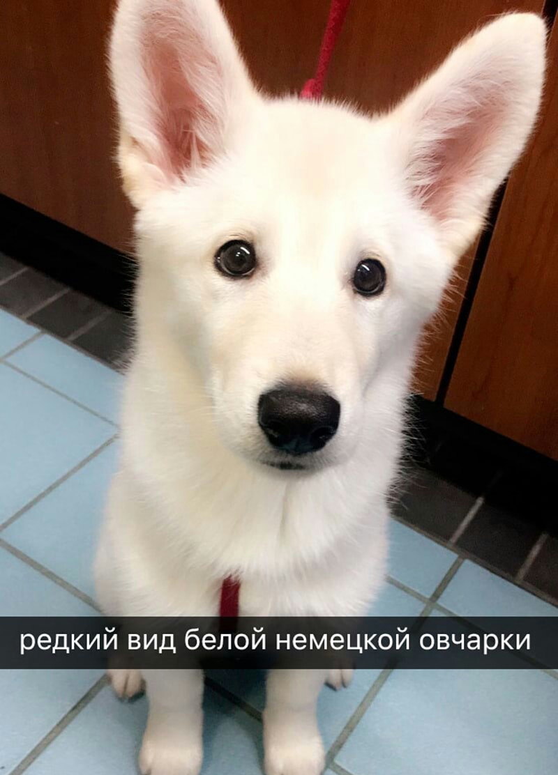 редкий вид белой немецкой овчарки