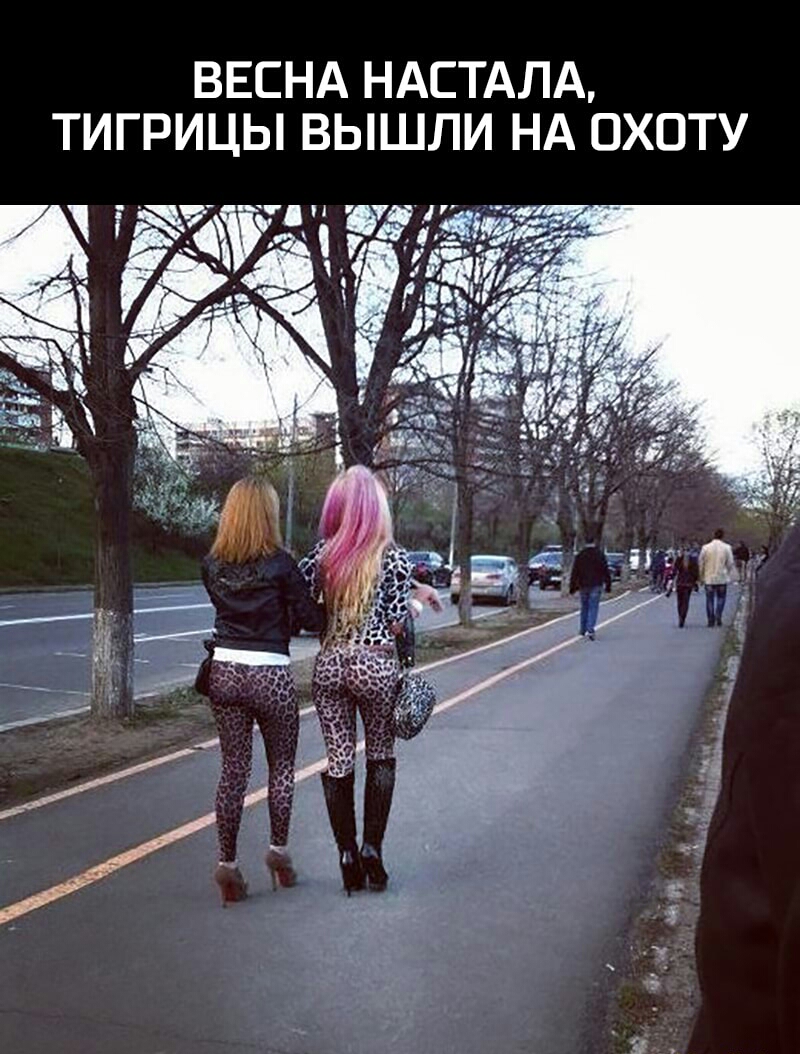 ВЕСНА НАСТАЛА ТИГРИЦЫ ВЫШЛИ НА ОХОТУ 7 ч 519 393 д Ё 4