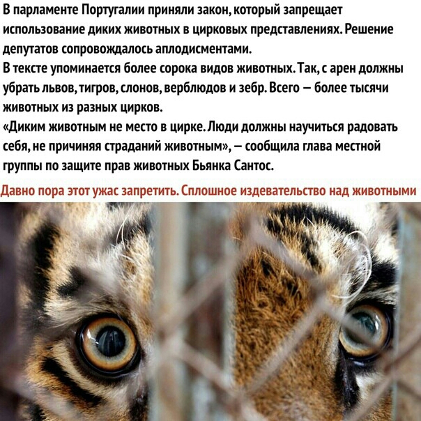 В парламенте Португалии приняли закон который запрещает использование диких животных в цирковых представлениях Решение депутатов сопровождалось аплодисментами В тексте упоминается более сорока видов животиыхТаи арен должны убратьльвовтигровлонов верблюдов и зебр Всего более тысячи животных и разных цирков диким животным не место в циркеюди должны научиться радовать тебя не причинял страданий живот