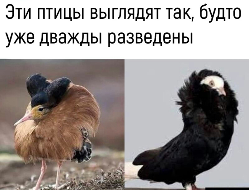 ЭТИ ПТИЦЫ ВЫГЛЯДЯТ ТЭК бУДТО уже ДВЗЖДЫ разведены
