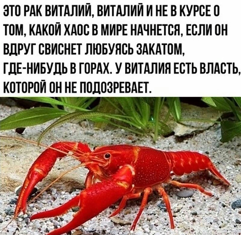 ЭТВ РАК ВИТАЛИЙ ВИТАЛИЙ И НЕ В КУРСЕ 0 ТВМ КАКОИ ХАВВ В МИРЕ НАЧНЕТСЯ ЕСЛИ ОН ВДРУТ ВВИСНЕТ ЛЮБУЯСЬ ЗАКАТВМ ГДЕ НИБУДЬ В ГПРАХ У ВИТАЛИН ЕСТЬ ВЛАСТЬ КОТВРВИПН НЕ ПОЦВЗРЕВАЕТ