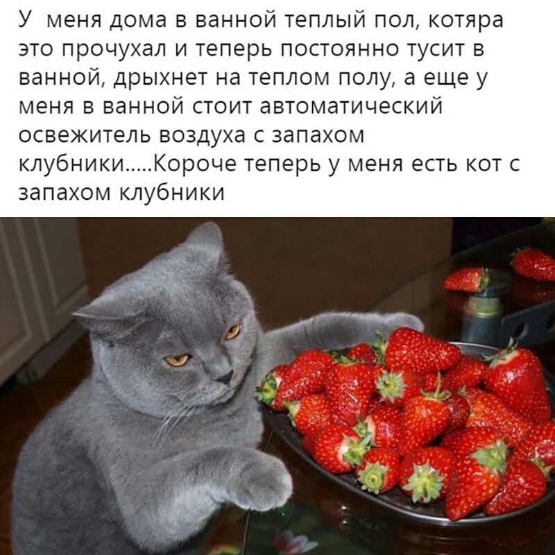 У меня дома в ванной теплый пол котяра это прочухал и теперь постоянно тусит в ванной дрыхнет на теплом полу а еще у меня в ванной стоит автоматический ОСВЭЖИТЭЛЬ ВОЗДУХд С ЗдПдХОМ клубники Короче теперь у меня есть кот с запахом клубники