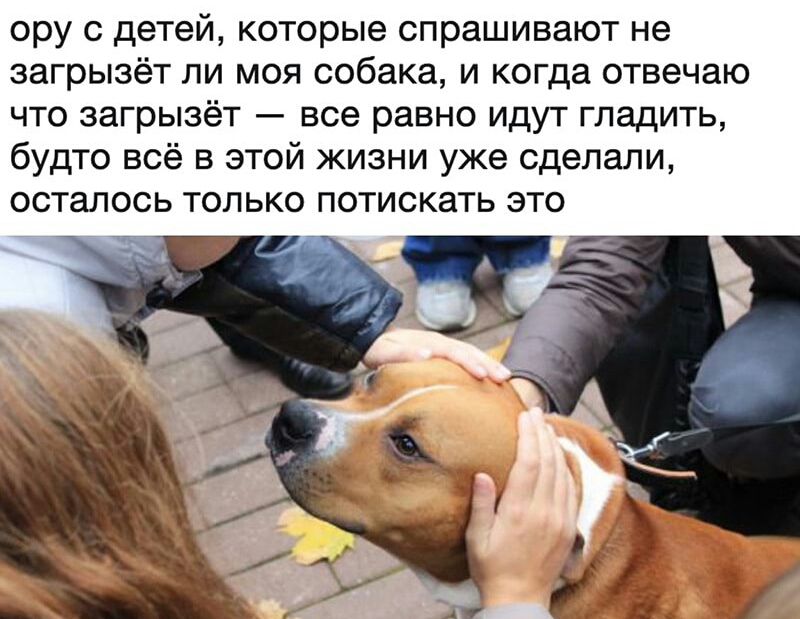 ору 0 детей которые спрашивают не загрызёт ли моя собака и когда отвечаю что загрызёт все равно идут гладить будто всё в этой жизни уже сделали осталось только потискать это З