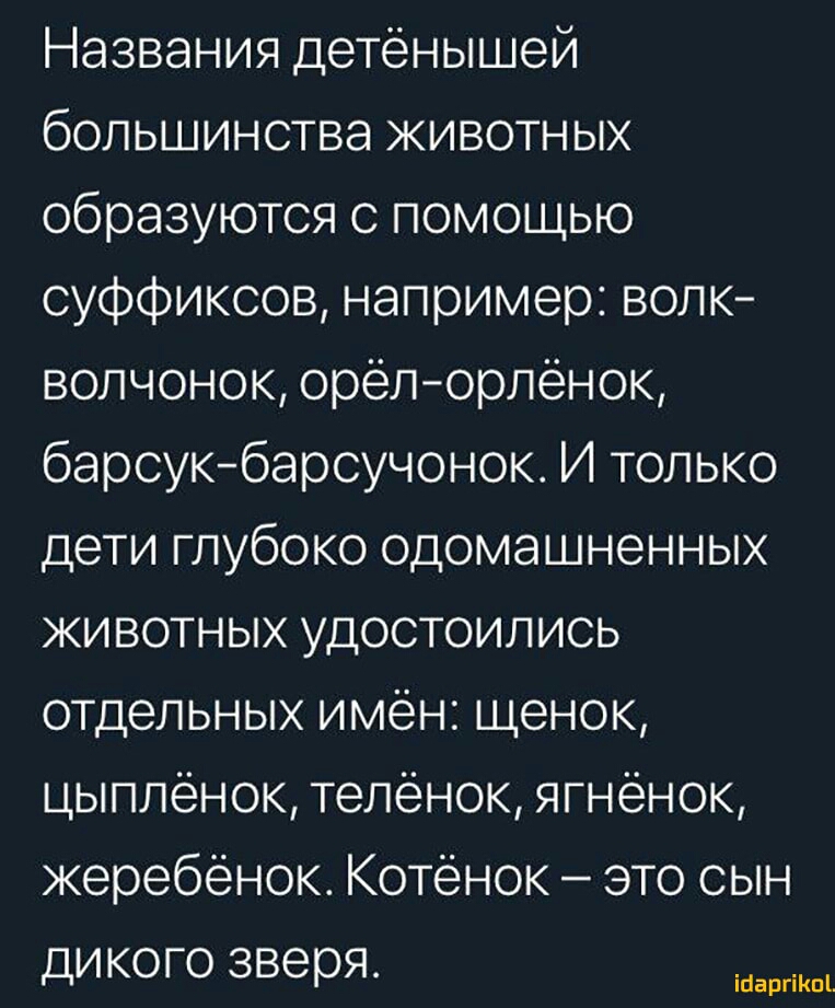 Названия детёнышей большинства животных образуются с помощью суффиксов например волк волчонок орёл орлёнок барсукбарсучонок И только дети глубоко одомашненных животных удостоились отдельных имён щенок цыплёнок телёнок ягнёнок жеребенок Котёнок это сын дикого зверя ійаргіКпі
