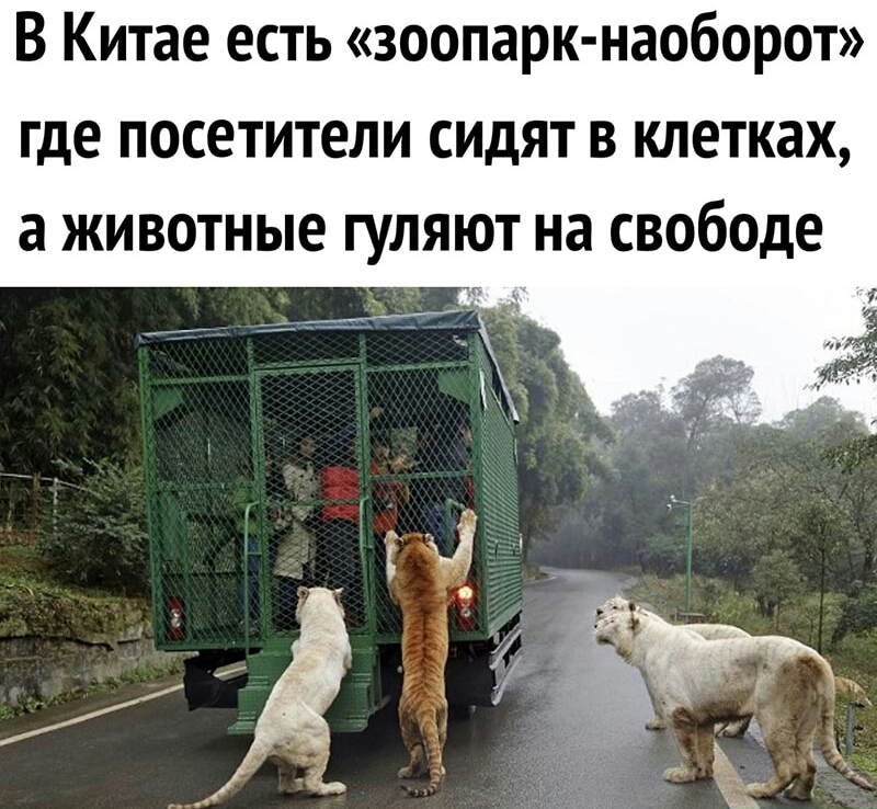 В Китае есть зоопарк наоборот где посетители сидят в клетках а животные гуляют на свободе