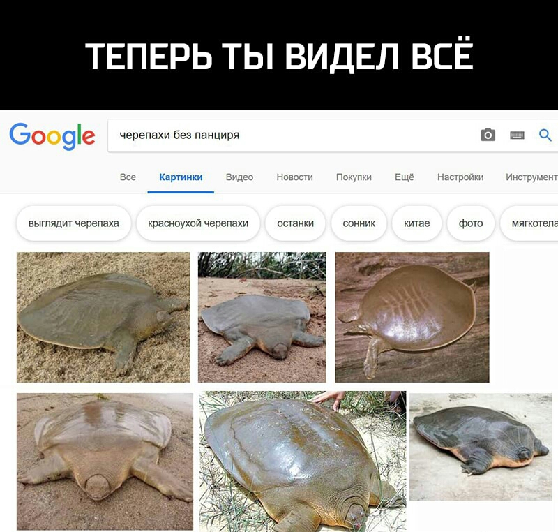 ТЕПЕРЬ ТЫ ВИДЕЛ ВСЁ 6 9 черепахи без панциря З Ш 1 Картинки выши черепаха кресноухой черепахи ашан сонник китае фото мяттеле