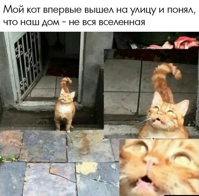 Мой кот впервые выше но уАицу и ПОНЯА что наш дом не вся всеАенноя