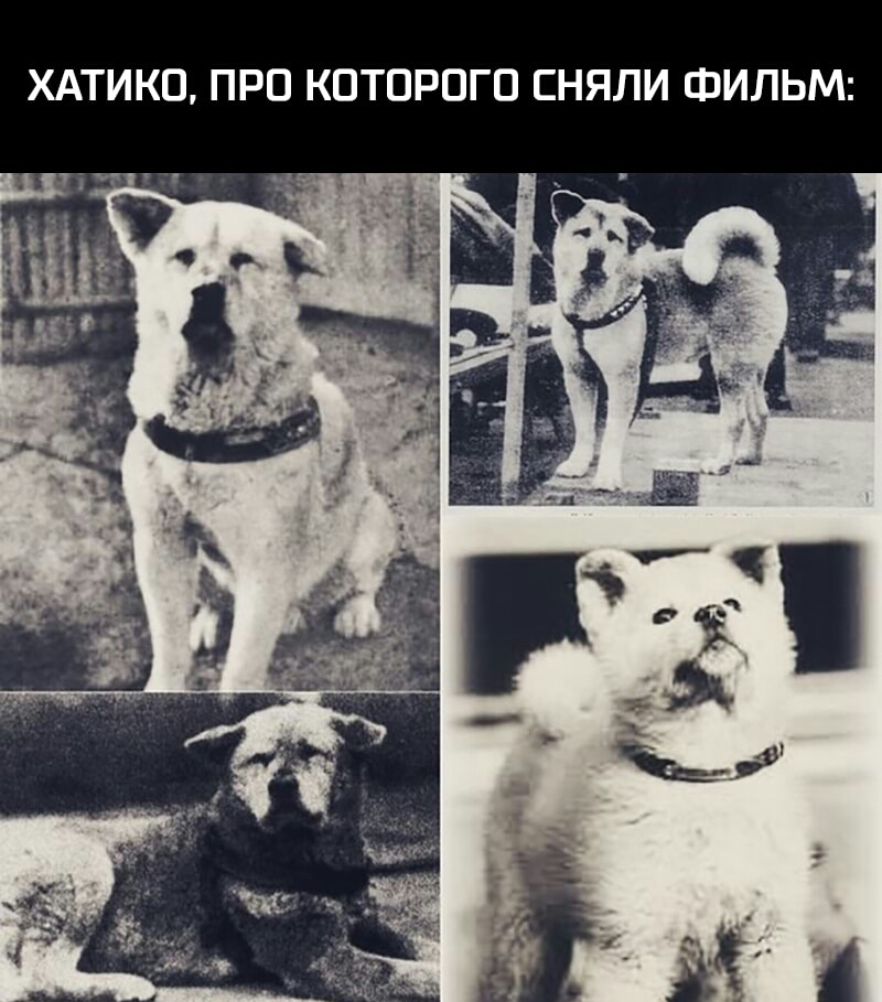 ХАТИКО ПРО КОТОРОГО СНЯЛИ ФИЛЬМ