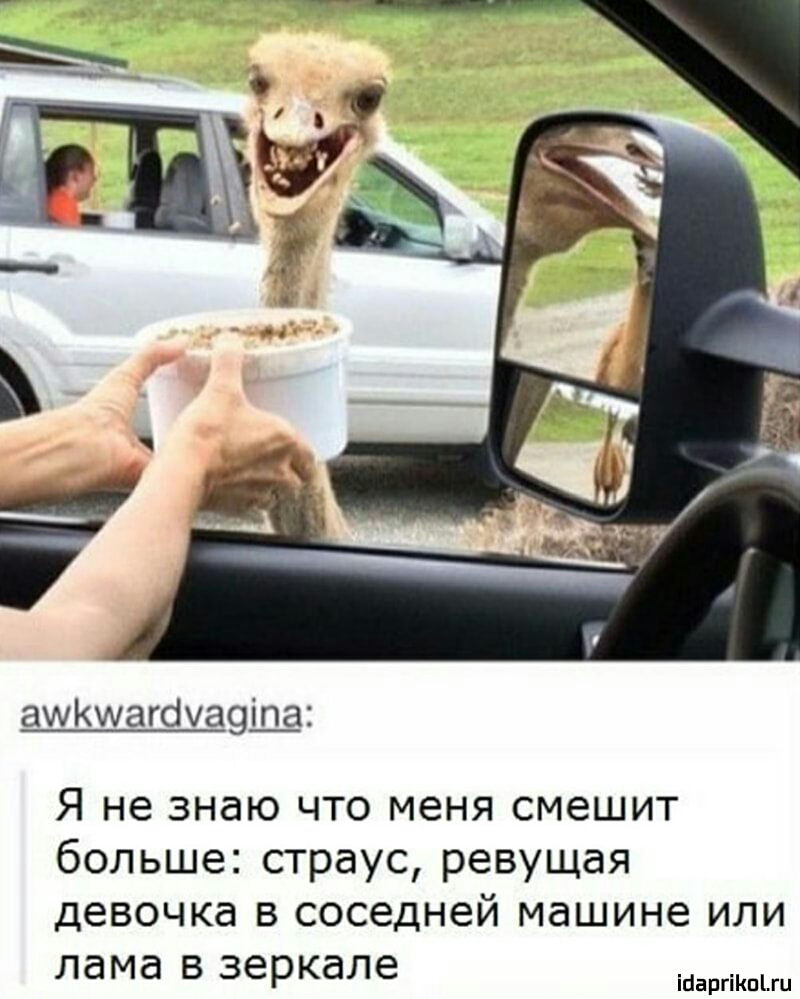 амКиагбха9ідд Я не знаю что меня смешит больше страус ревущая девочка в соседней машине или лама в зеркале ійаргіКпіш