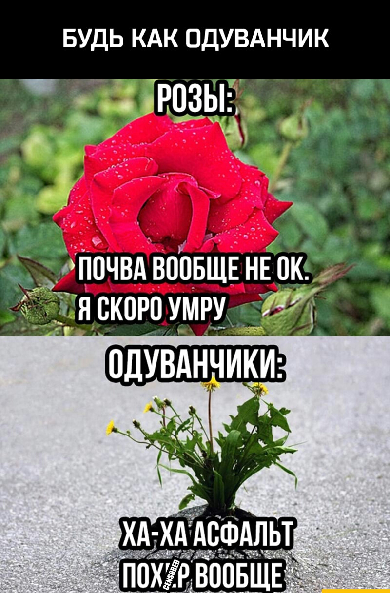 БУДЬ КАК ОДУВАНЧИК РПЗЫ А _У іт гг _ ч _ а почвдвповЩЕНЕпк 7 яскороумру Я