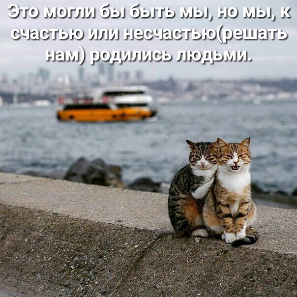 Это могли бы быть мы но мы с СЧЭСГЫЭ ИЛИ НЭСЧЫСГЫЭОЭШЫТЬ нам родились людьми _ Е