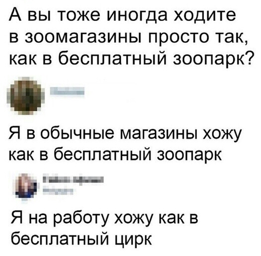 А вы тоже иногда ходите в зоомагазины просто так как в бесплатный зоопарк Я в обычные магазины хожу как в бесплатный зоопарк и Я на работу хожу как в бесплатный цирк