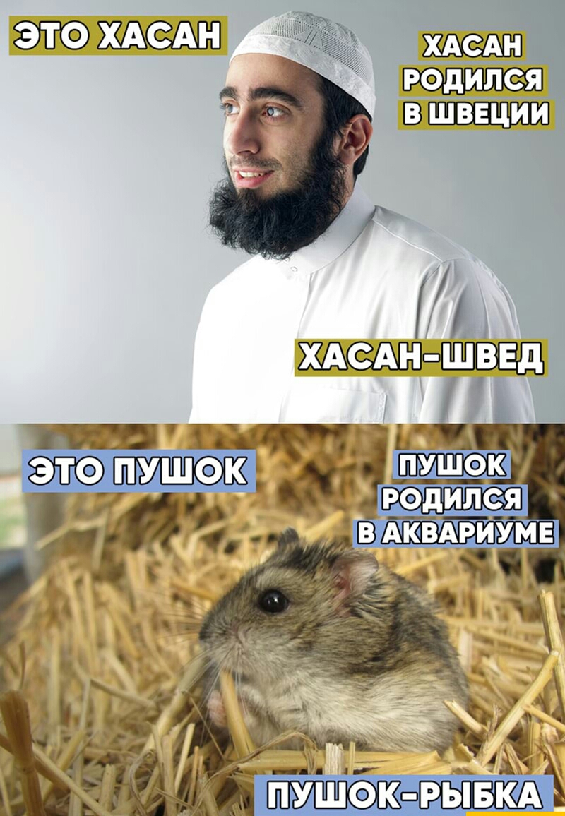 ВШЩЩШЮ ХАСАН ШВЕД