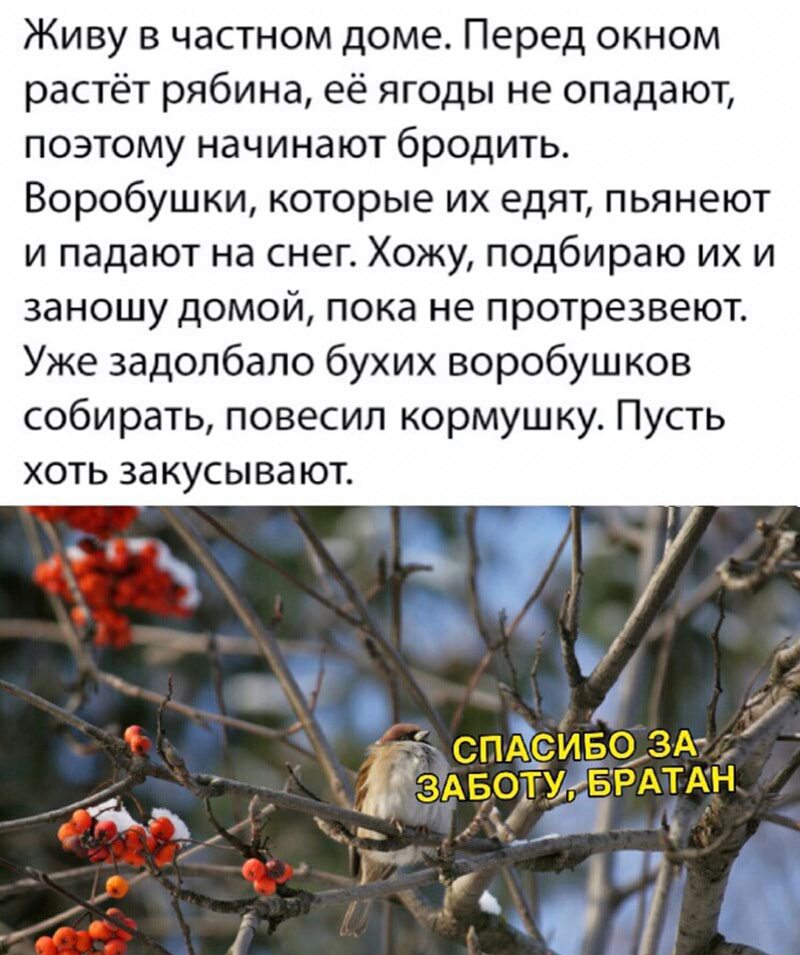Живу в частном доме Перед окном растёт рябина её ягоды не опадают поэтому начинают бродить Воробушки которые их едят пьянеют и падают на снег Хожу подбираю их и заношу домой пока не протрезвеют Уже задолбало бухих воробушков собирать повесил кормушку Пусть хоть закусывают спдс иво 3А здвотмавРАТАн