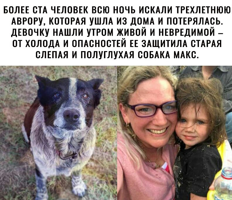 БОЛЕЕ ОТА ЧЕЛОВЕК ВСЮ НОЧЬ ИОКАЛИ ТРЕХЛЕТНЮЮ АВРОРУ КОТОРАЯ УШЛА ИЗ ДОМА И ПОТЕРЯЛАОЬ ДЕВОЧКУ НАШЛИ УТРОМ ЖИВОЙ И НЕВРЕДИМОЙ ОТ ХОЛОДА И ОПАСНООТЕЙ ЕЕ ЗАЩИТИЛА СТАРАЯ ОЛЕПАЯ И ПОЛУГЛУХАЯ СОБАКА МАКС
