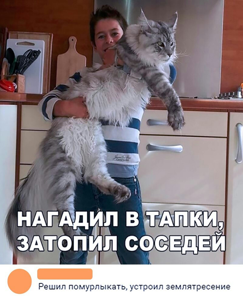Решил помурпыкать устроил землятресение