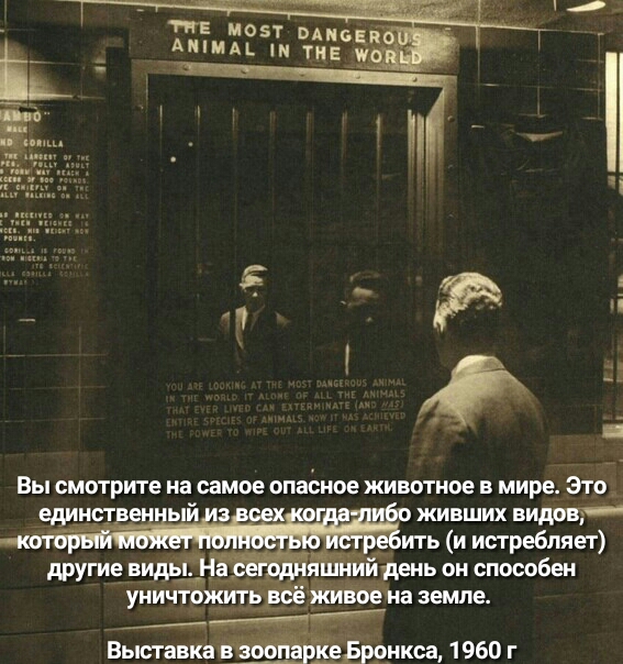 _ 1 т и05т од _ Амин чи певца другие виды уничтож ___ Выставка пкса 1960 г