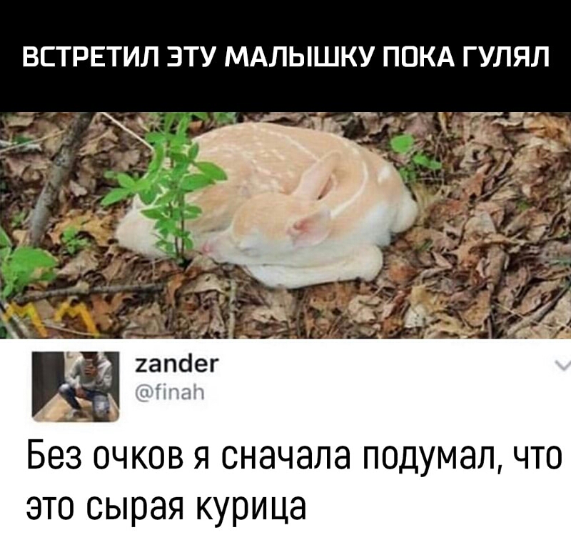 ВСТРЕТИЛ ЗТУ МАЛЫШКУ ПОКА ГУЛЯЛ а капсіег 4 Без очков я сначала подумал что это сырая курица