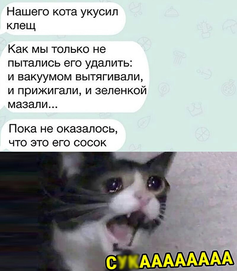 Нашего кота укусил клещ Как мы только не пытались его удалить и вакуумом вытягивали и прижигали и зеленкой мазали пока не оказалось ЧТО ЭТО его СОСОК