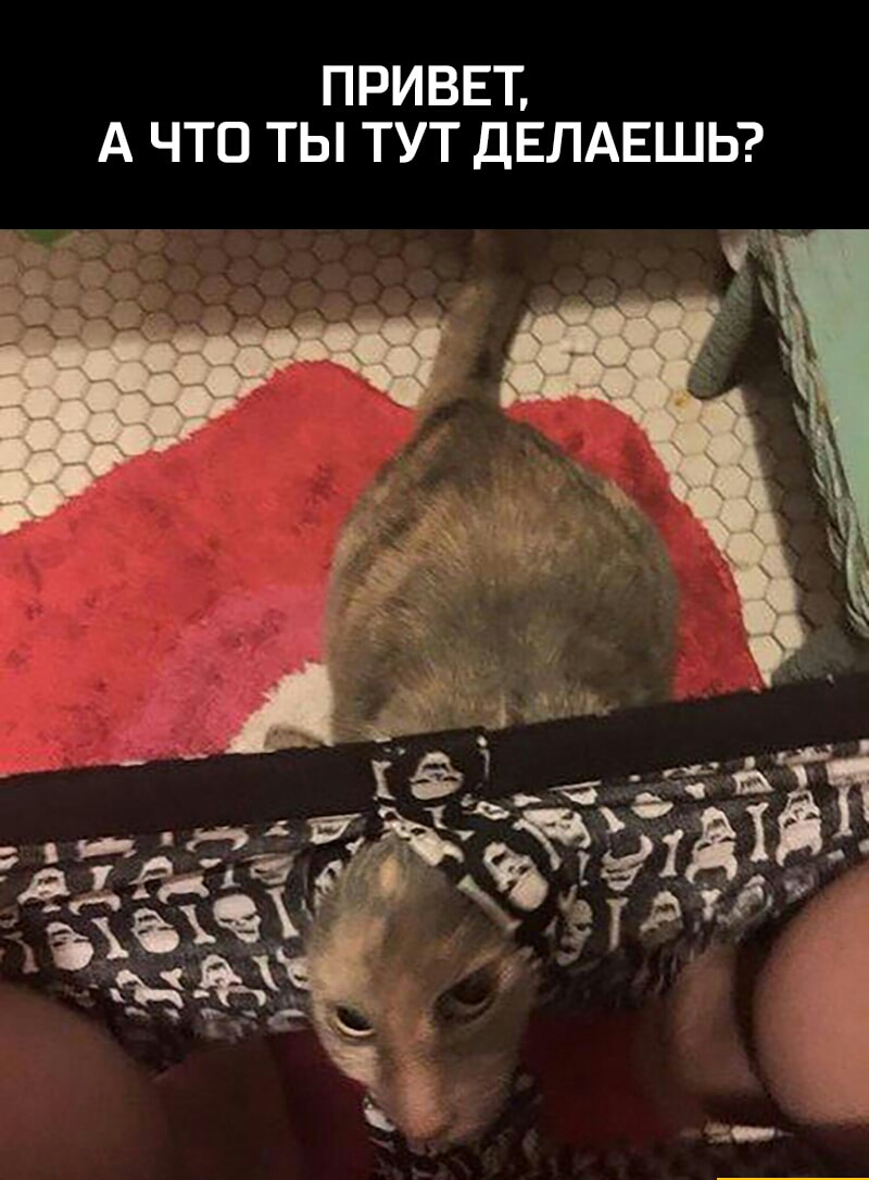 ПРИВЕТ А ЧТО ТЫ ТУТ ДЕЛАЕШЬ