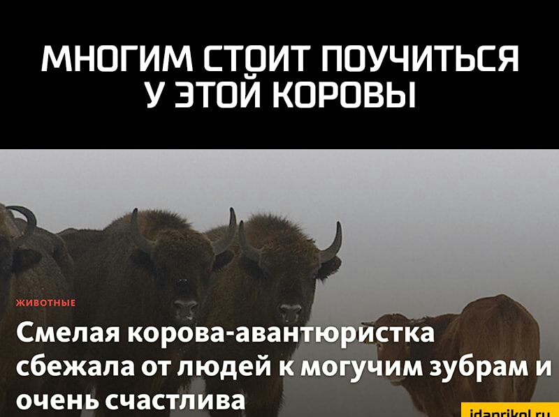 МНОГИМ СТ9ИТ ПОУЧИТЬСЯ У ЗТОИ КОРОВЫ Смепая корова авандд сбежала от людей к могучим зубрам и очень счастлива