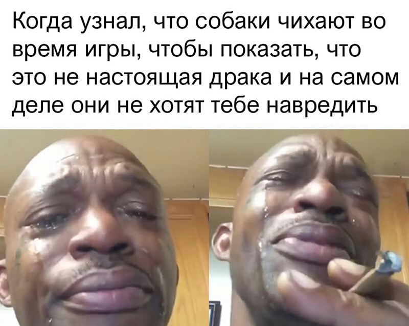 Когда узнал что собаки чихают во время игры чтобы показать что это не настоящая драка и на самом деле они не хотят тебе навредить