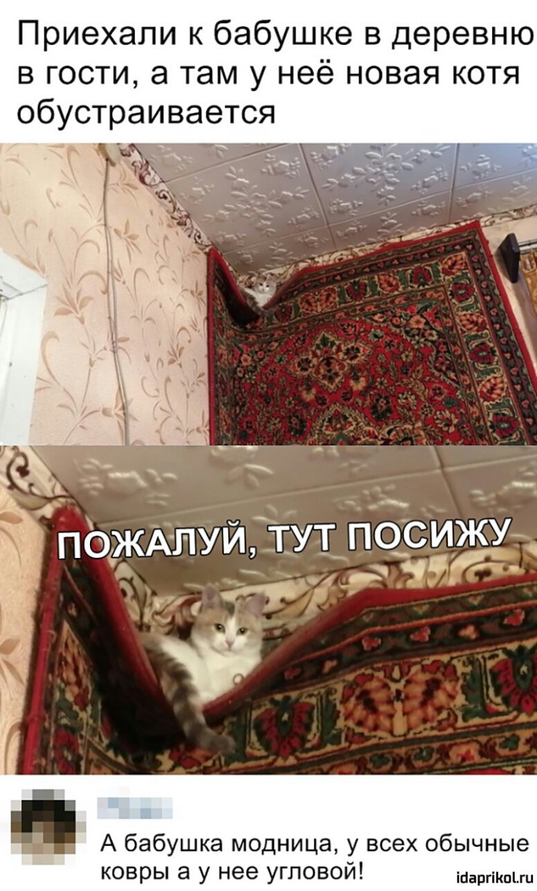 Приехали к бабушке в деревню в гости а там у неё новая котя обустраивается ПОЖАПУЙ ТУТ ПОСЮЖУ _ _ А бабушка модница у всех обычные ковры а у нее угловой іааргііюіш