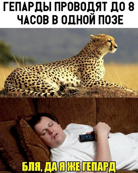 ГЕПАРДЫ ПРОВОДЯТ до 8 ЧАСОВ В ОДНОМ ПОЗЕ