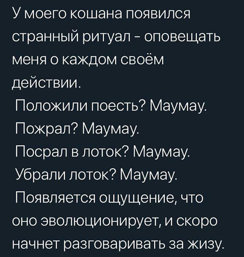 У моего кошана появился странный ритуал оповещать меня о каждом своём действии Положили поесть Маумау Пожрал Маумау Посрал в поток Маумау Убрали лоток Маумау Появляется ощущение что оно эволюционирует и скоро начнет разговаривать за жизу