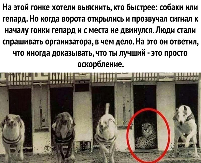 На этой гонке хотели выяснить кто быстрее собаки или гепард Но когда ворота открылись и прозвучал сигнал к началу гонки гепард и с места не двинулсяЛюди стали спрашивать организатора в чем дело На это он ответил что иногда доказывать что ты лучший это просто оскорбление