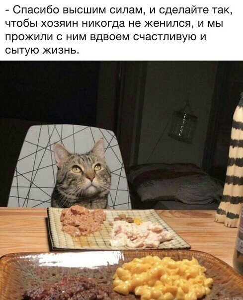 Спасибо высшим силам и сделайте так чтобы хозяин никогда не женился и мы прожили с ним вдвоем счастливую и сытую кизнь
