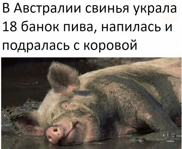 В Австралии свинья украла 18 банок пива напилась и подралась с коровой