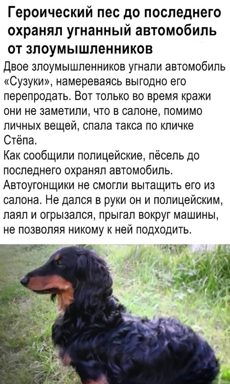 Героический пес до последнего охранял угнанный автомобиль ОТ злоумышленников Двое злоумышленников угнали автомобиль Сузуки намереваясь выгодно его перепродать Вот только во время кражи они не заметили что в салоне помимо личных вещей спала такса по кличке Стёпа Как сообщили полицейские пёсель до последнего охранял автомобиль Автоугонщики не смогли вытащить его из салона Не дался в руки он и полице