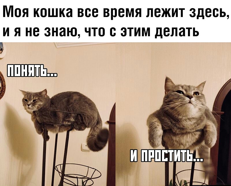 Моя кошка все время лежит здесь и я не знаю что с этим делать
