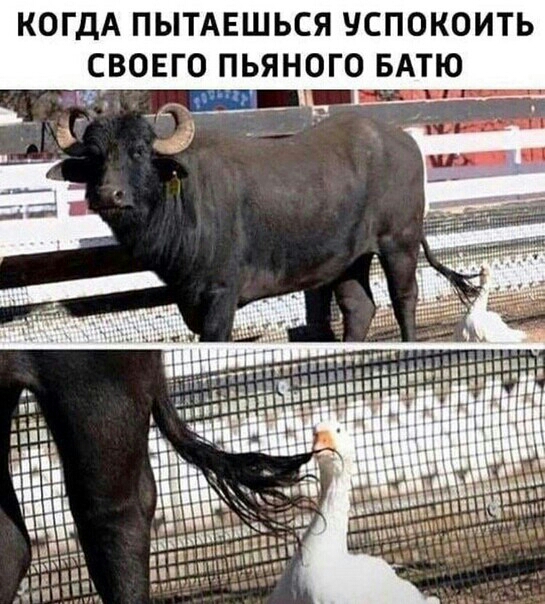 КОГДА ПЫТАЕШЬСЯ УСПОКОИТЬ 0 ПЬЯНОГО БАТЮ