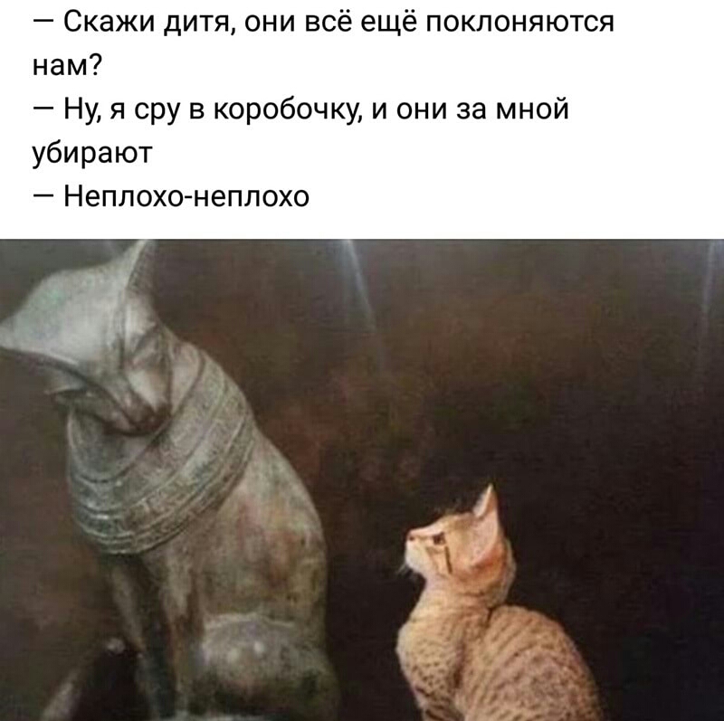 Скажи дитя они всё ещё поклоняются нам Ну я сру в коробочку и они за мной убирают Неплохо неплохо