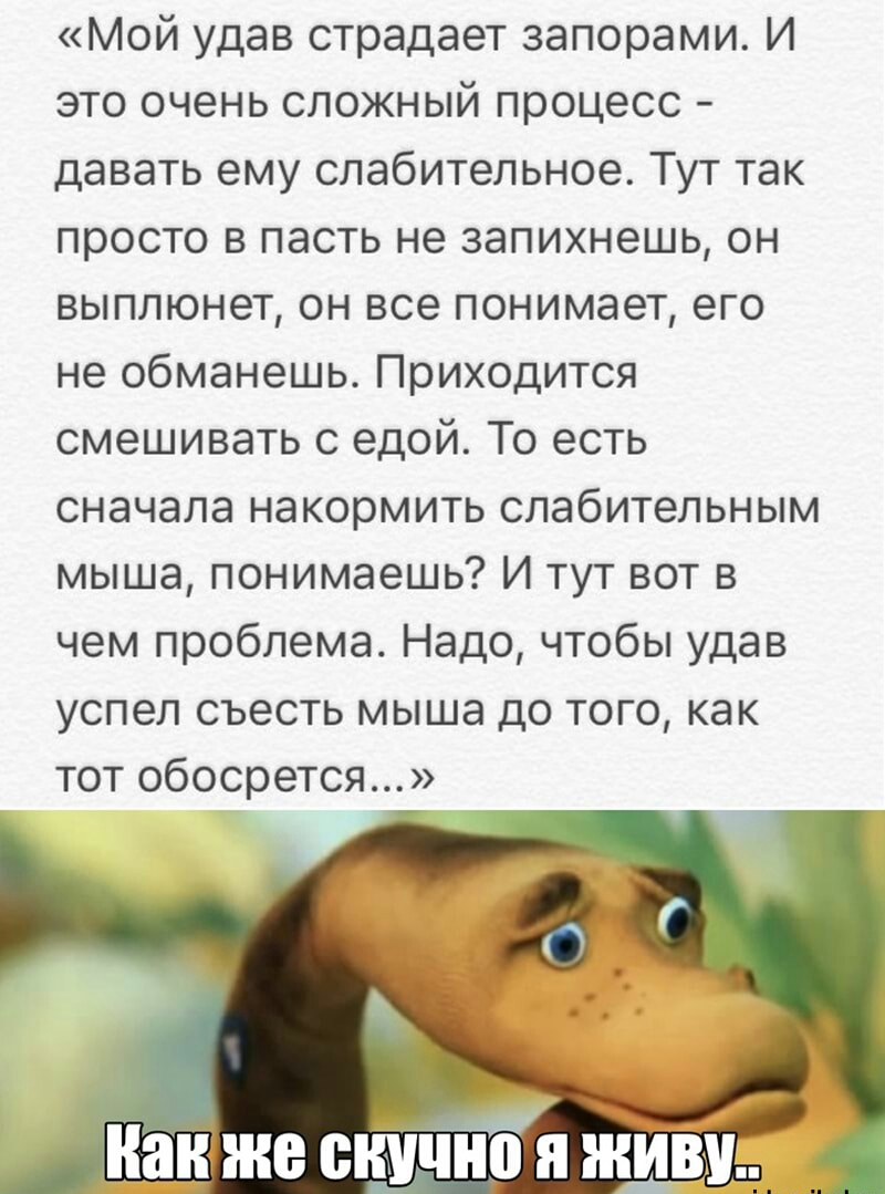 Мой удав страдает запорами И это очень сложный процесс давать ему слабительное Тут так просто в пасть не запихнешь он выплюнет он все понимает его не обманешь Приходится смешивать с едой То есть сначала накормить слабительным мыша понимаешь И тут вот в чем проблема Надо чтобы удав успел съесть мыша до того как тот обосрется