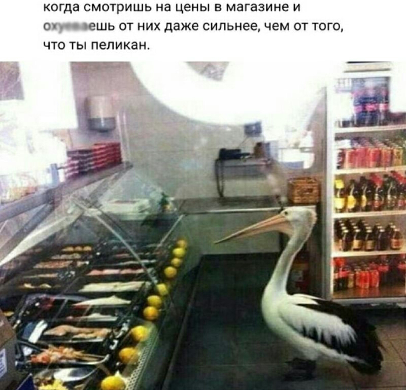 КОГДЗ СМОТРИШЬ на цены В магазине И 0 ешь ОТ НИХ даже сильнее чем ОТ ТО ЧТО ТЫ пеликан