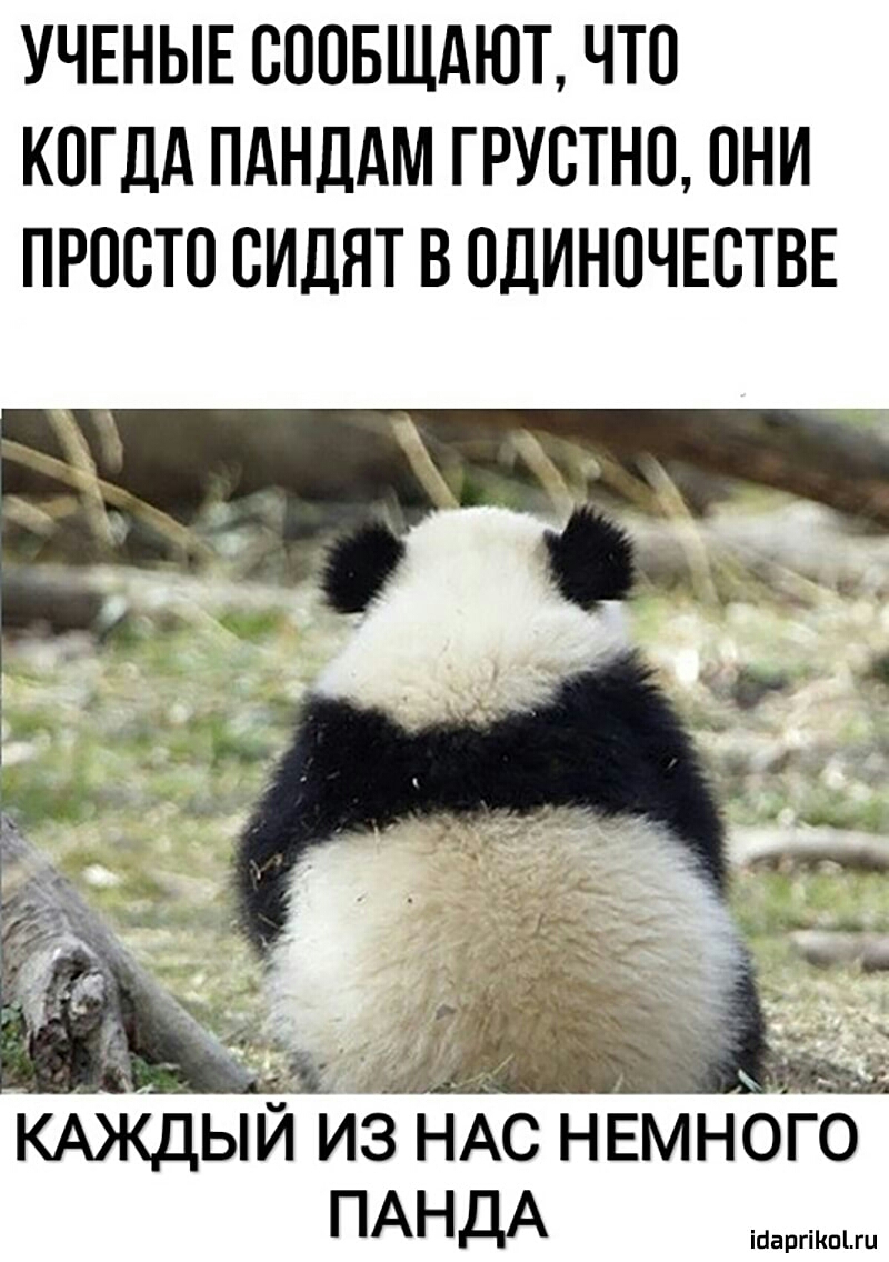 УЧЕНЫЕ ОООБЩАЮТ ЧТО КОГДА ПАНДАМ ГРУОТНО ОНИ ПРОСТО ОИДЯТ В ОДИНОЧЕСТВЕ КАЖДЫЙ ИЗ НАС НЕМНОГО ПАНдА