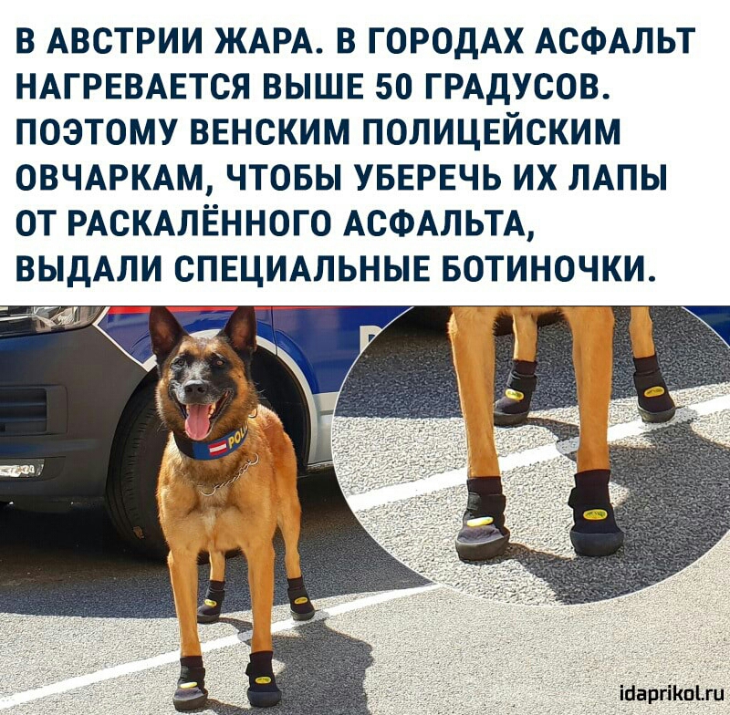 В АВСТРИИ ЖАРА В ГОРОДАХ АСФАЛЬТ НАГРЕВАЕТСЯ ВЫШЕ 50 ГРАДУСОВ ПОЭТОМУ ВЕНСКИМ ПОЛИЦЕЙСКИМ ОВЧАРКАМ ЧТОБЫ УБЕРЕЧЬ ИХ ЛАПЫ ОТ РАСКАЛЁННОГО АСФАЛЬТА ВЫДАЛИ СПЕЦИАЛЬНЫЕ БОТИНОЧКИ ці іЦаргЁКпіш