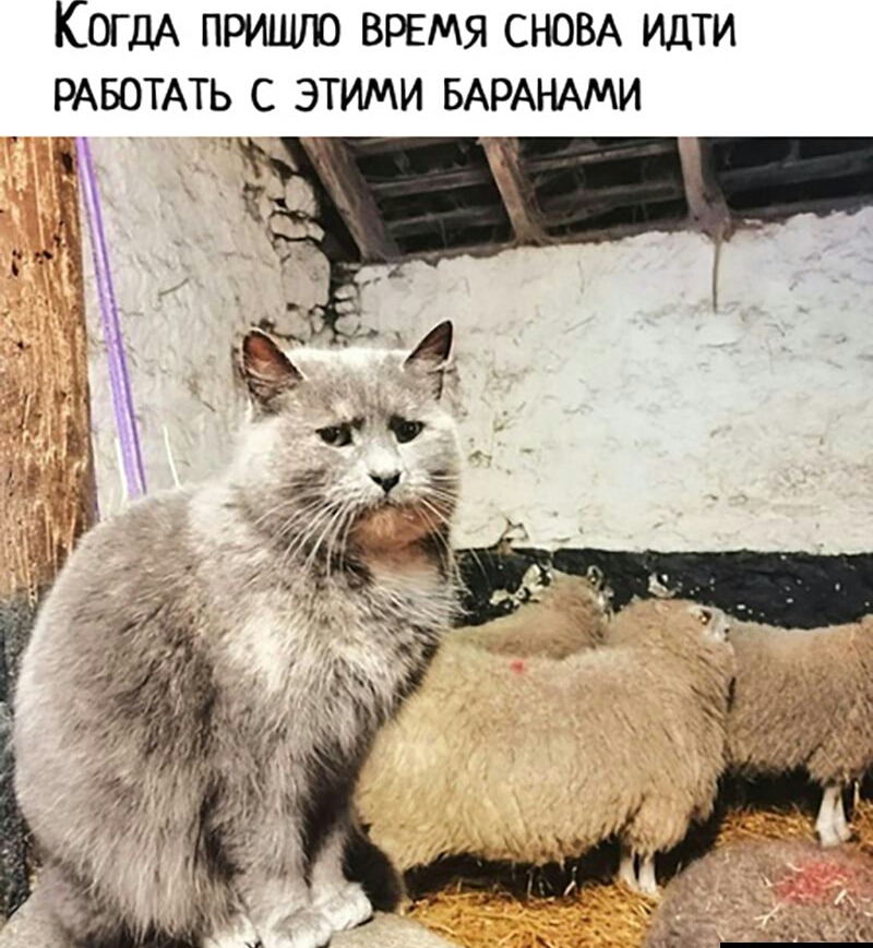 КогдА приник ВРЕМЯ СНОВА идти РАБОТАТЬ с этими БАРАНАМИ