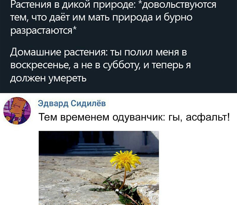 Растения в дикой природе довольсгвуются тем что даёт им мать природа и бурно разрастаются Домашние растения ты полил меня в воскресенье а не в субботу и теперь я должен умереть Эдвард Ст А Тем временем одуванчик гы асфальт