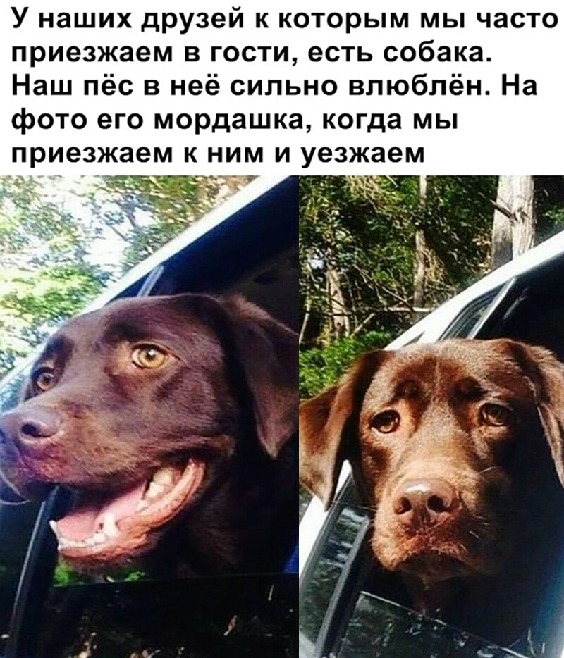 У наших друзей к которым мы часто приезжаем в гости есть собака Наш пёс в неё сильно влюблён На фото его мордашка когда мы приезжаем к ним и уезжаем