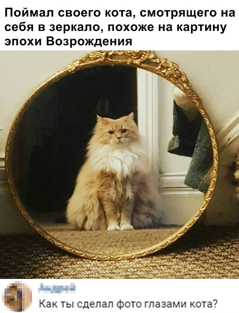 ПОЙМЗП своего кота смотрящего на себя В зеркало похоже на КЗРТИНУ ЭПОХИ возрождения Как ты сделал фото глазами кота