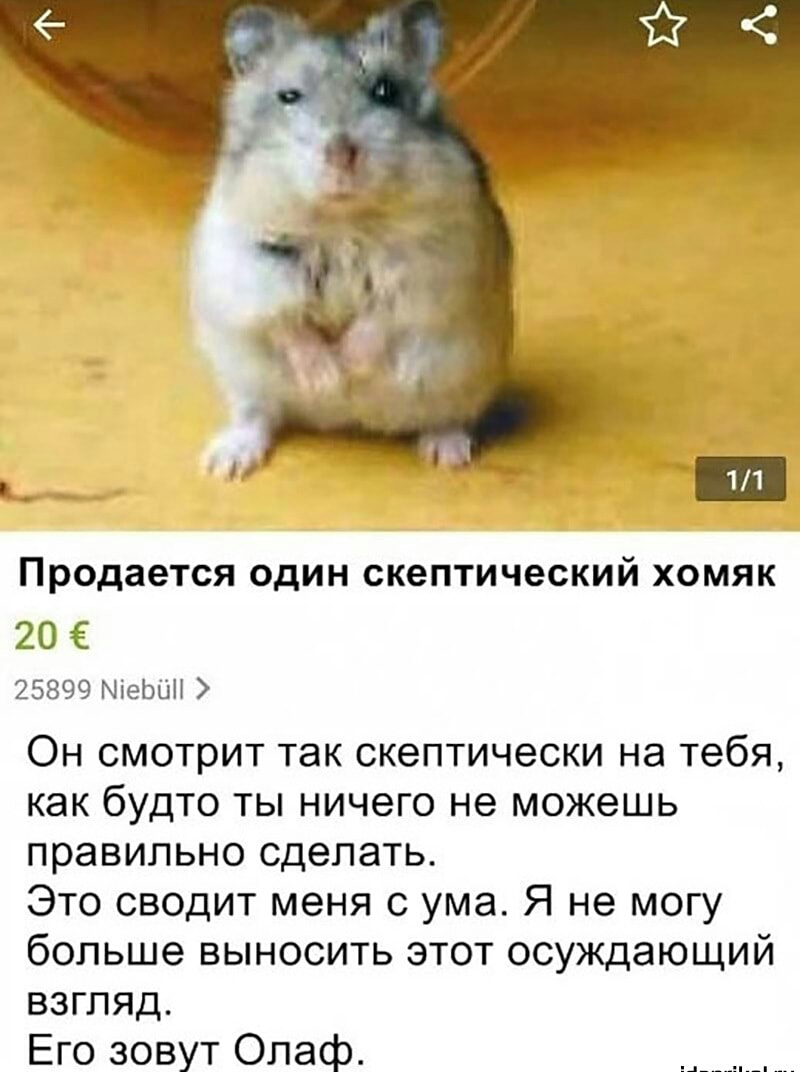 11 продается ОДИН СКЭПТИЧЭСКИЙ ХОМЯК 20 25899 МіеЬШ Он смотрит так скептически на тебя как будто ты ничего не можешь правильно сделать Это сводит меня с ума Я не могу больше выносить этот осуждающий взгляд Его зовут Олаф